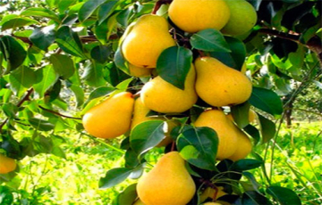 الزراعة في محافظة ديالى.. أسباب التراجع وسبل النهوض