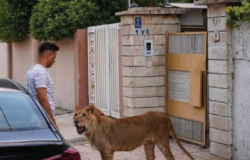 تربية الحيوانات المفترسة في المنازل.. ظاهرة خطيرة تتفاقم وتثير مخاوف المواطنين